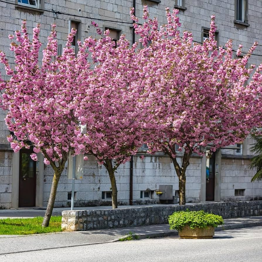 Amazon.com : Double Pink Cherry Blossom Tree Plant, Size 8